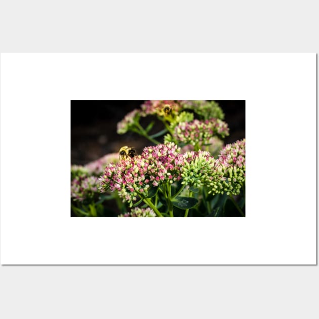 Bees On Sedum (Stonecrop) Flowers In The Garden Wall Art by Robert Alsop